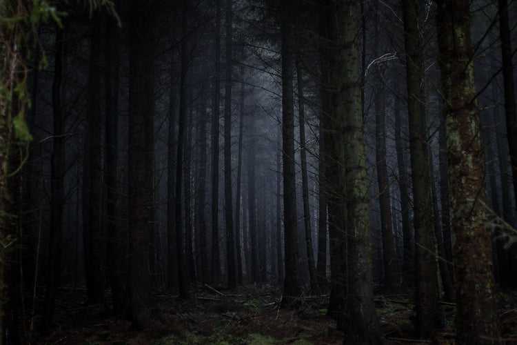 7 Of The Most Haunted Forests In The World