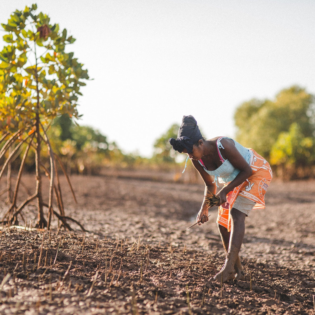 Tree Planting Site: Mahabana, Madagascar