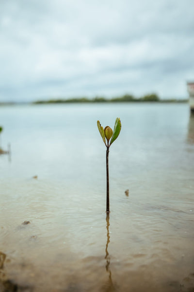 Tree Planting Site: Coastal Kenya
