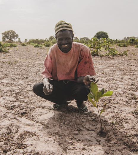 The Benefits Of Planting Trees In Senegal, Kenya and India