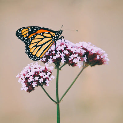 Protect Our Pollinators: Restoring Monarch Habitat