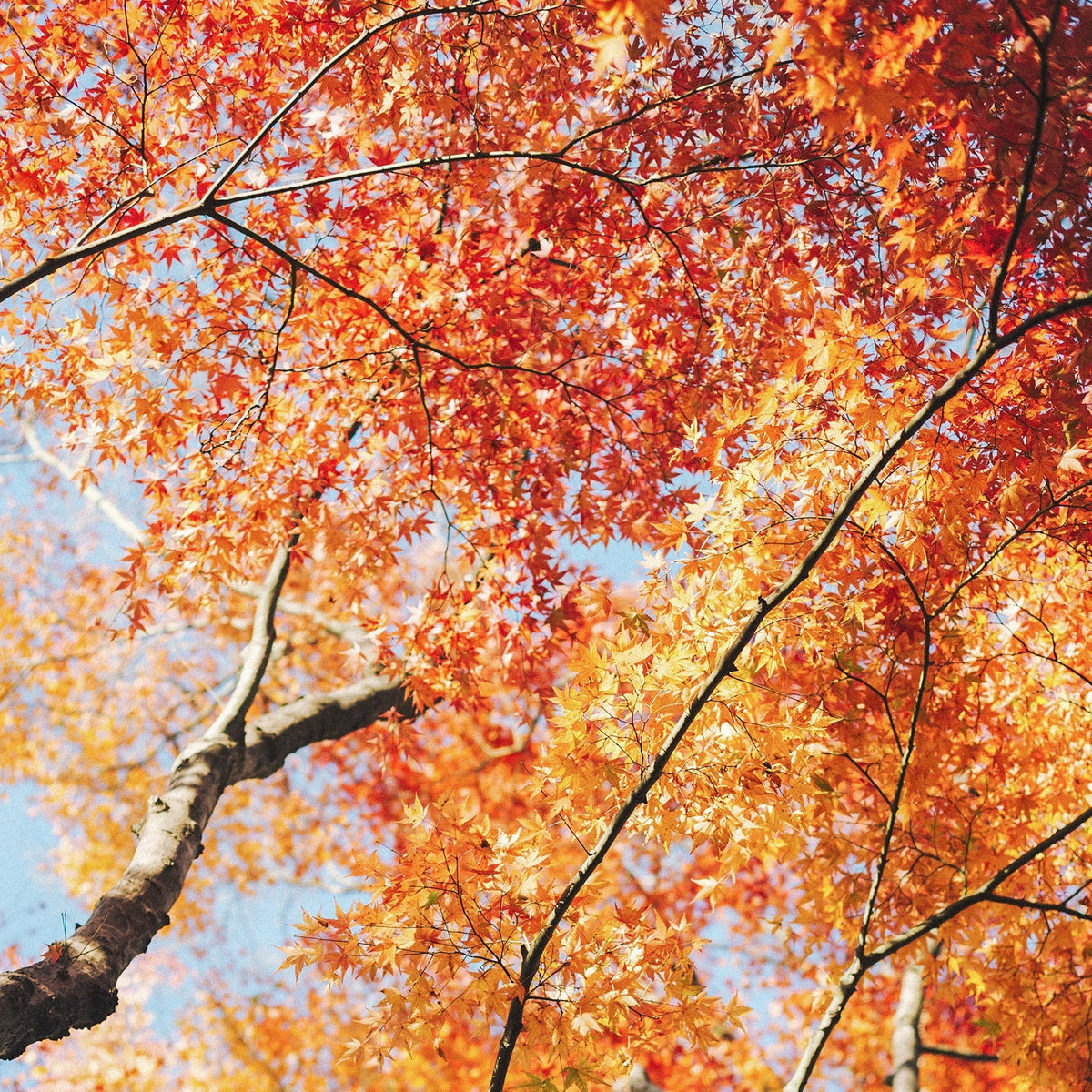 10 Awesome Trees to Know and Love In Canada