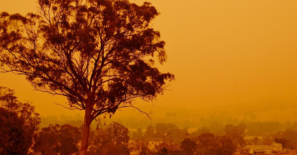 Australia Is Burning - This Is What You Can Do To Help
