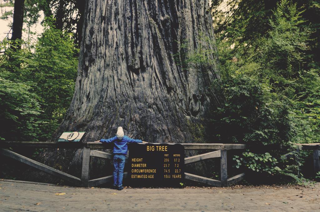 Ten Life Lessons Trees Teach You