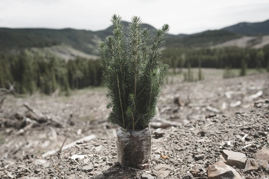 How Fast Does A Tree Grow?