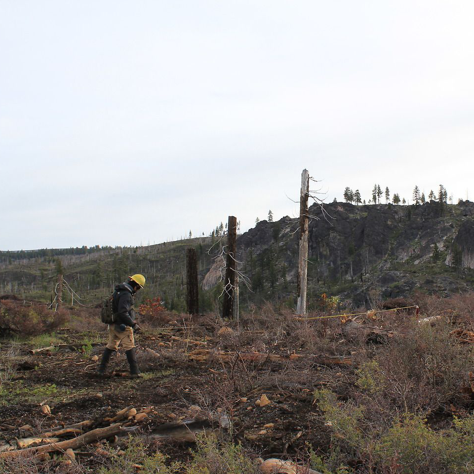 Tree Planting Site: Plumas National Forest, California, USA