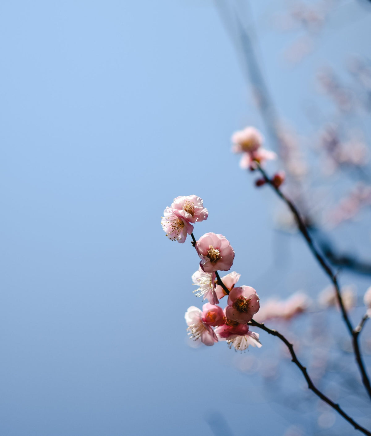 Regenerative Farming with Paintbrush Farms