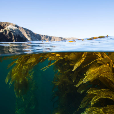 Now Planting Beyond the Shore