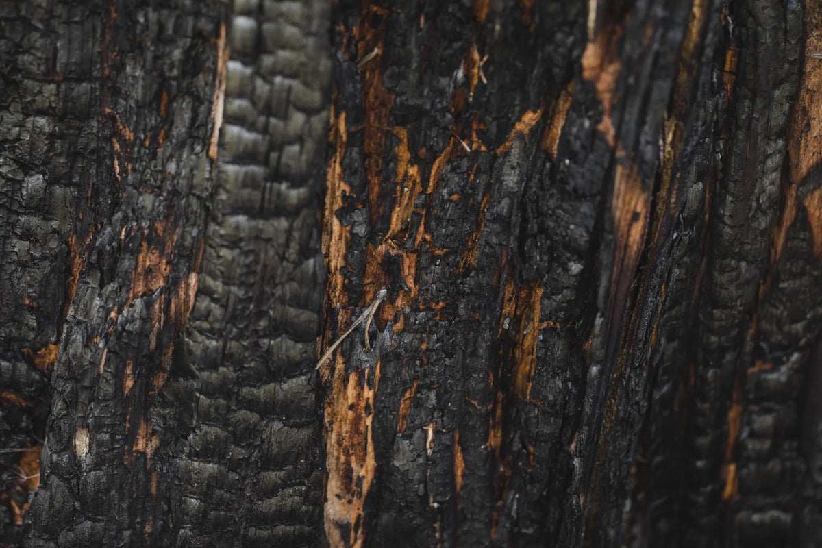 Post-Wildfire Reforestation: Why it Matters