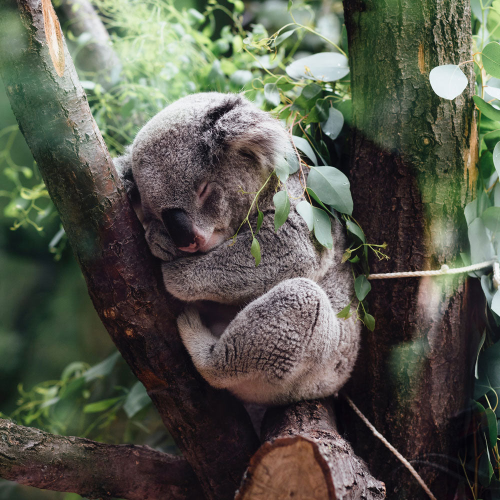 Tree Lady Animals 8 Of The Most Adorable Tree-Dwelling Animals On Earth