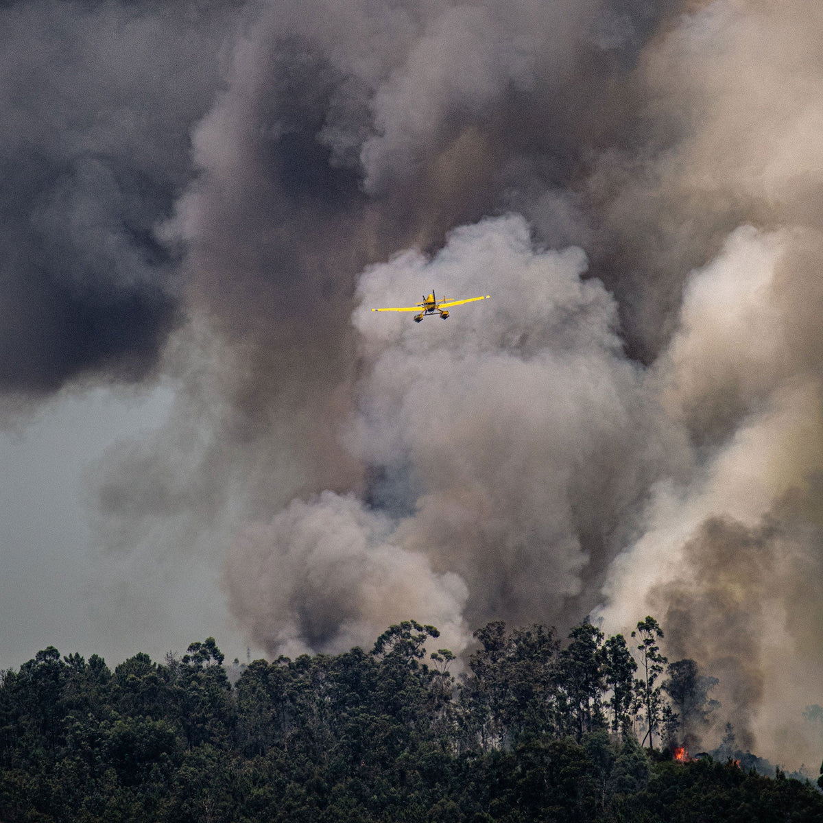 Understanding Global Wildfires