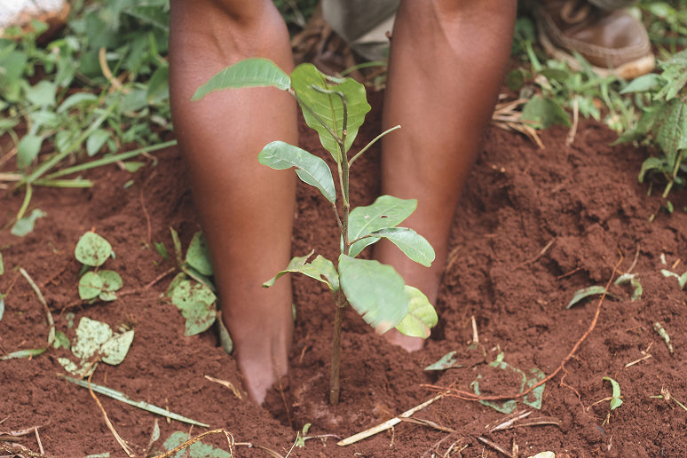 https://www.tentree.com/cdn/shop/files/trash_talk_section_plant_big_2.jpg?v=1743006197&width=500